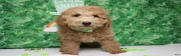 Toy Poodle dogs for sale: Garnet - Ad 8
