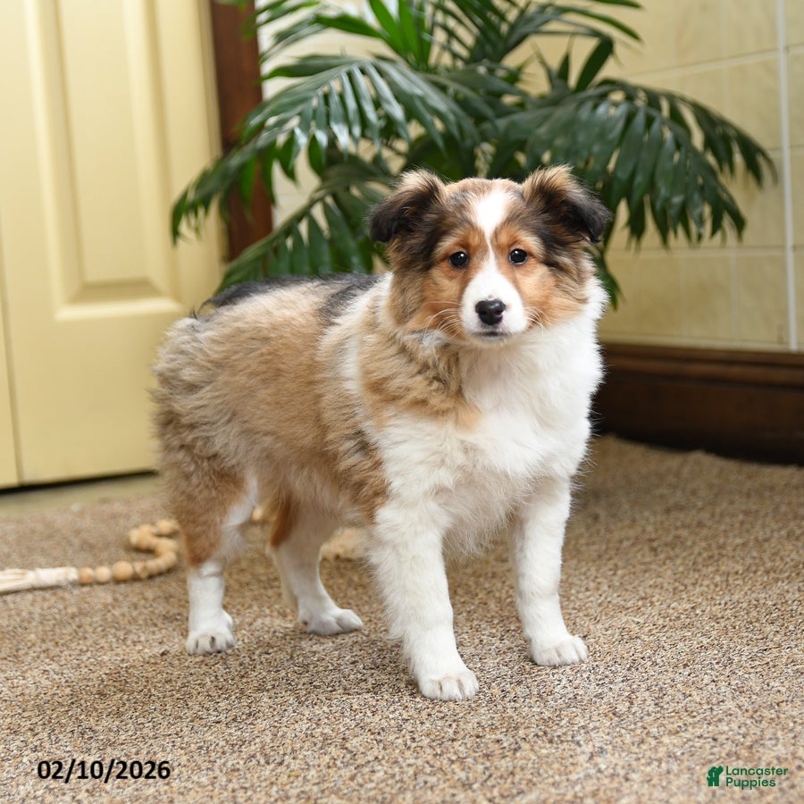 Shetland Sheepdog dogs Dixie - Ad 2
