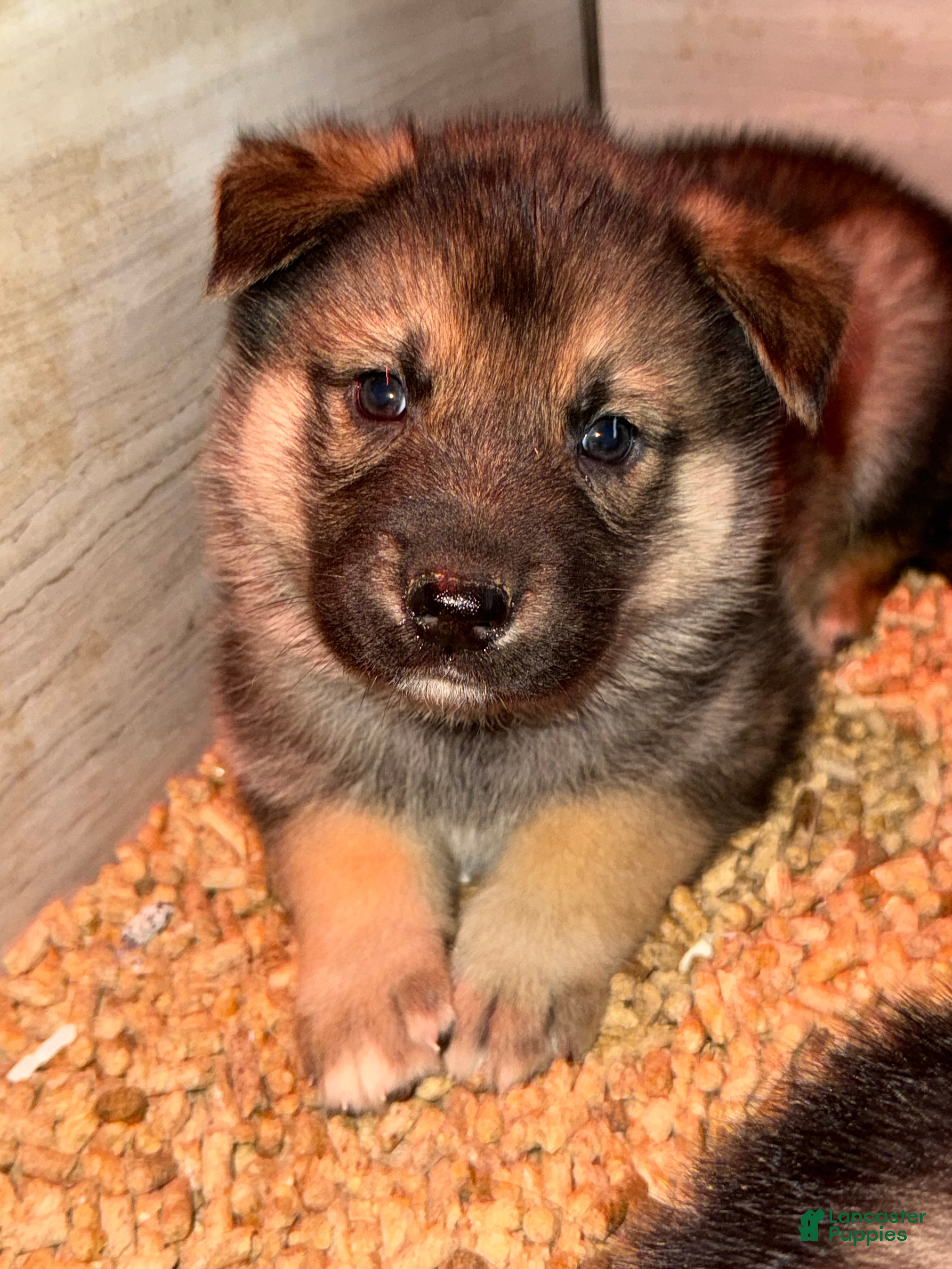 Gerberian Shepsky dogs Orange - Ad 2