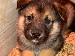 Gerberian Shepsky dogs Orange - Ad 3