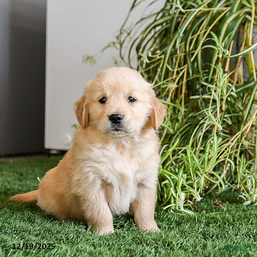 Golden Retriever dogs Macy - Ad 38