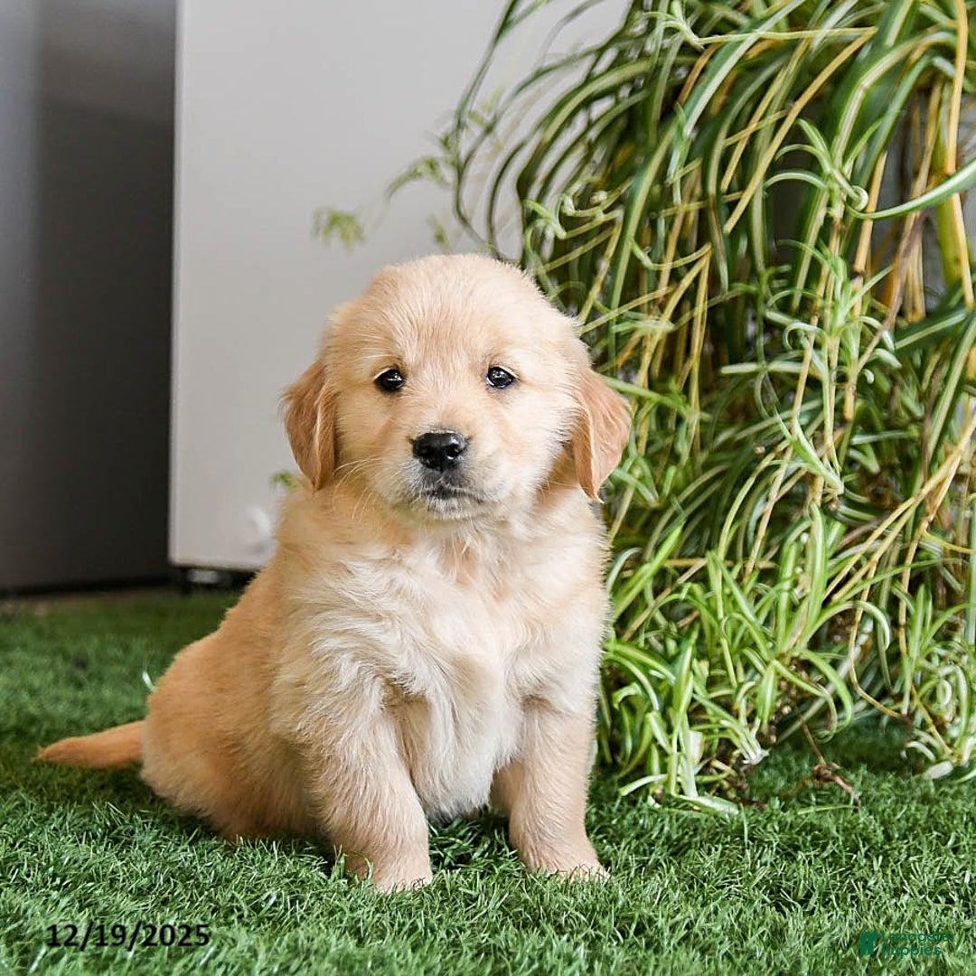 Golden Retriever dogs for sale: Macy - Ad 1