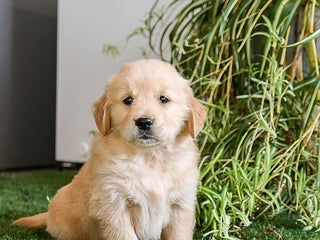 Golden Retriever dogs Macy - Ad 38