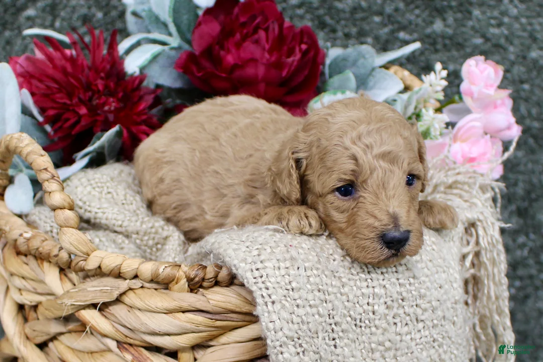 Miniature Poodle dogs for sale: Winnie- AKC Mini Poodle Girl in NC - Ad 5