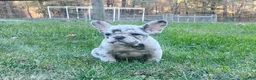 French Bulldog dogs for sale: Zoey - Ad 4