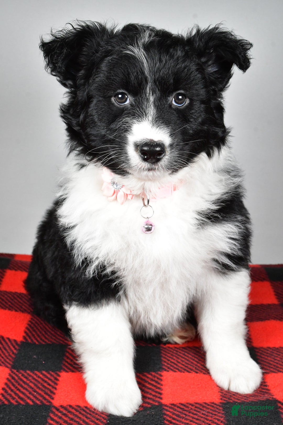 Mixed Breed dogs for sale: Patty - Ad 7