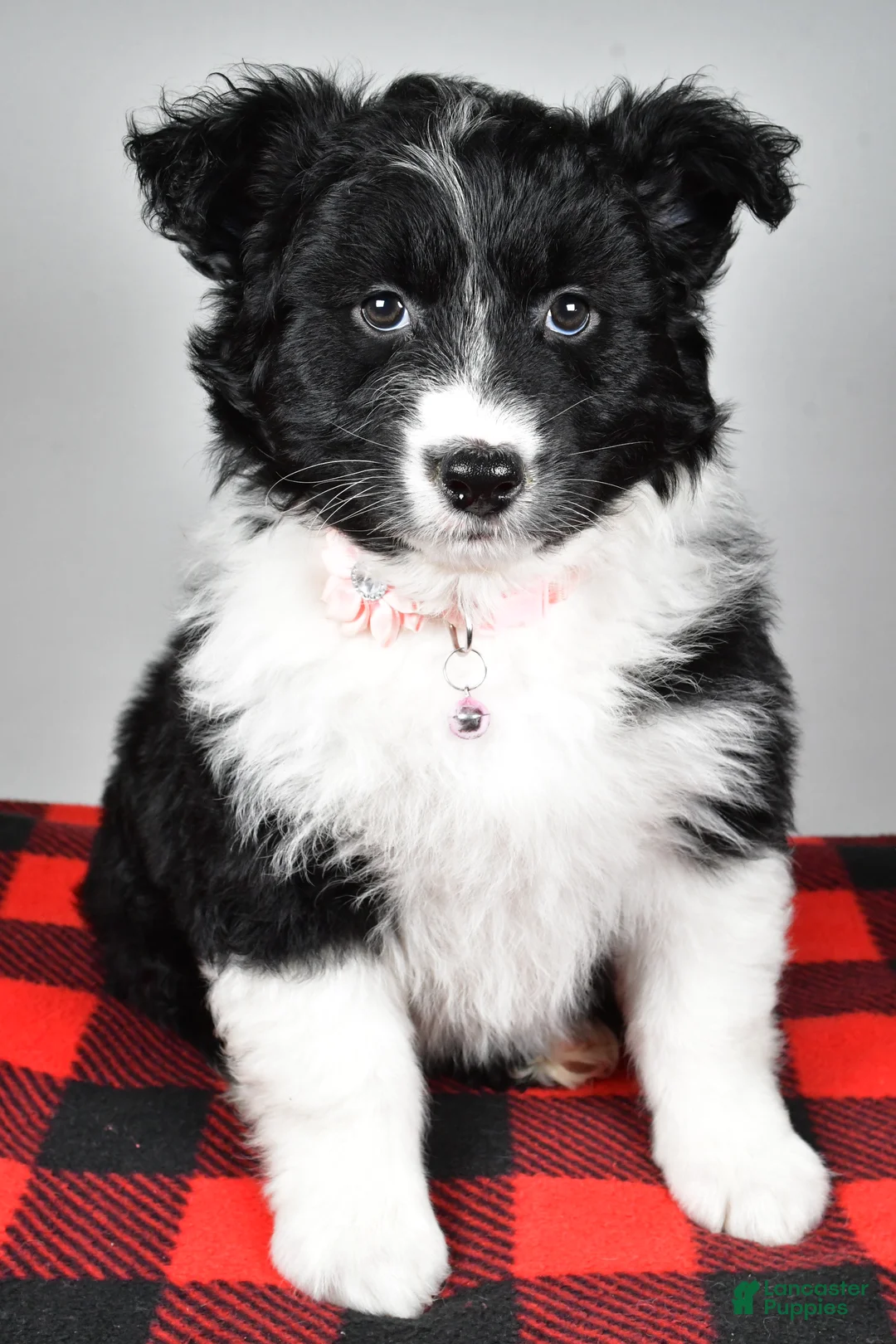 Mixed Breed dogs for sale: Patty - Ad 7