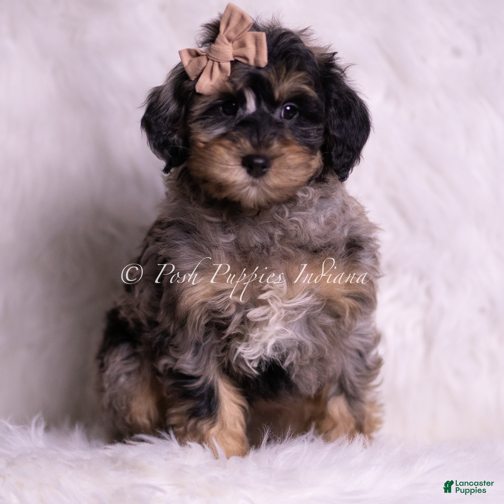 Mini Goldendoodle dogs Enzo - Ad 10