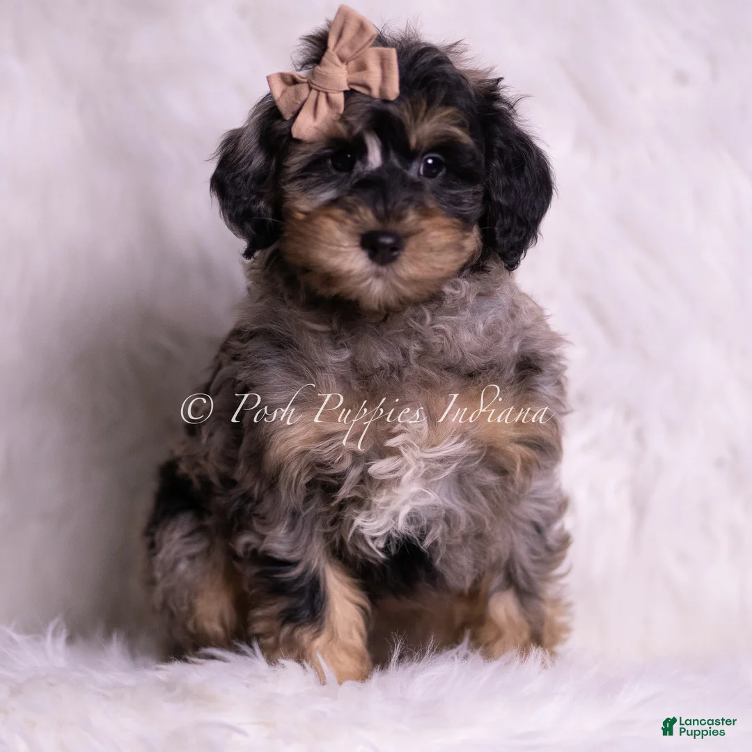 Mini Goldendoodle dogs for sale: Enzo - Ad 1