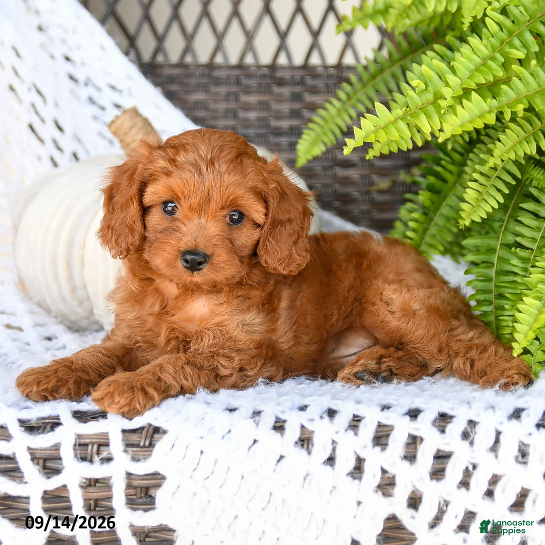 Cavapoo dogs for sale: Adam - Ad 2