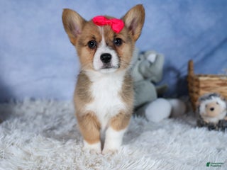 Welsh Corgi Pembroke dogs Abby - Ad 35