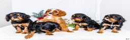 Cavalier King Charles Spaniel dogs for sale: Cocoa - Ad 14