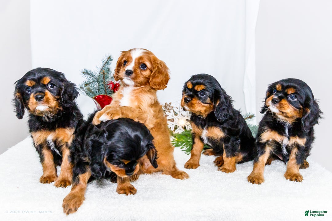 Cavalier King Charles Spaniel dogs for sale: Cocoa - Ad 14