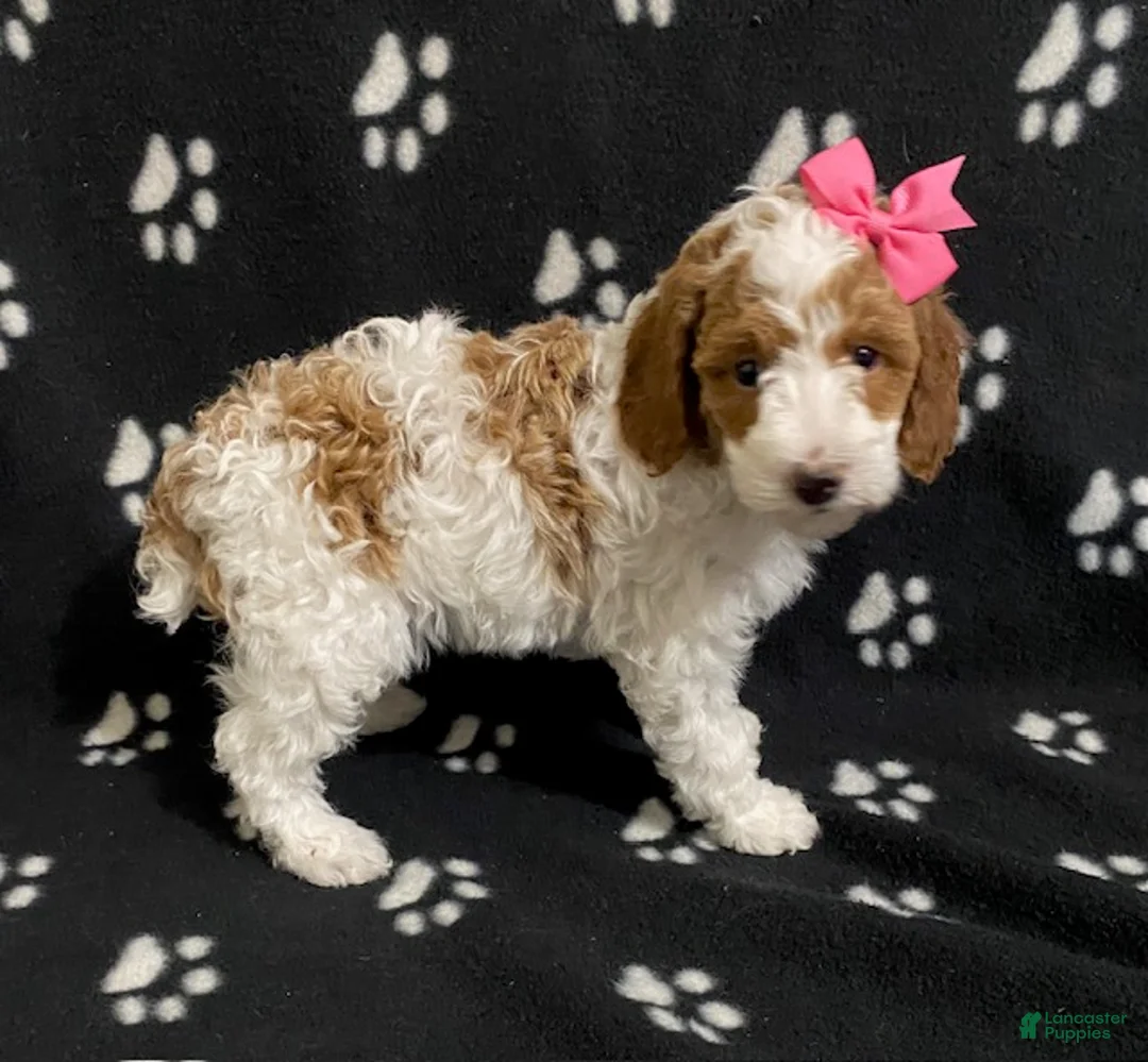 Miniature Poodle dogs for sale: Buttons - Ad 6