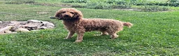 Schnoodle dogs for sale: Tilly - Ad 5