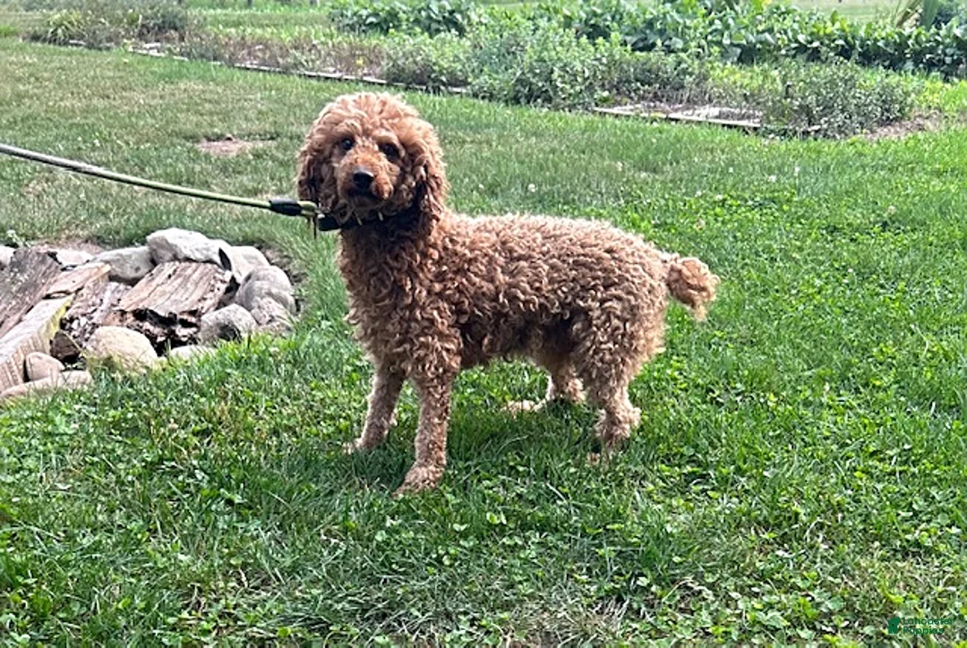 Schnoodle dogs for sale: Tilly - Ad 5