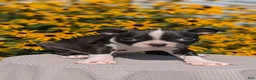 Boston Terrier dogs for sale: Tripp - Ad 6