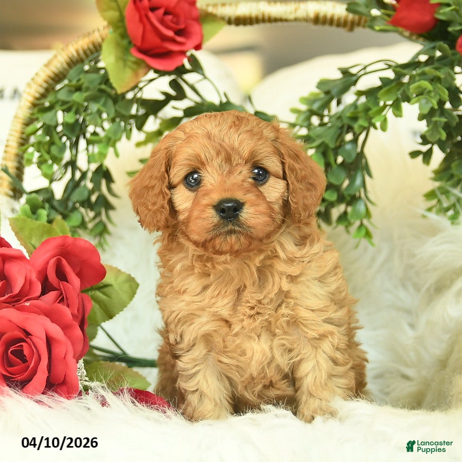 Cavapoo dogs Toby  - Ad 1