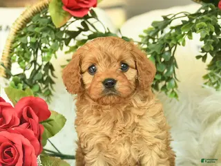 Cavapoo dogs for sale: Toby - Ad 3