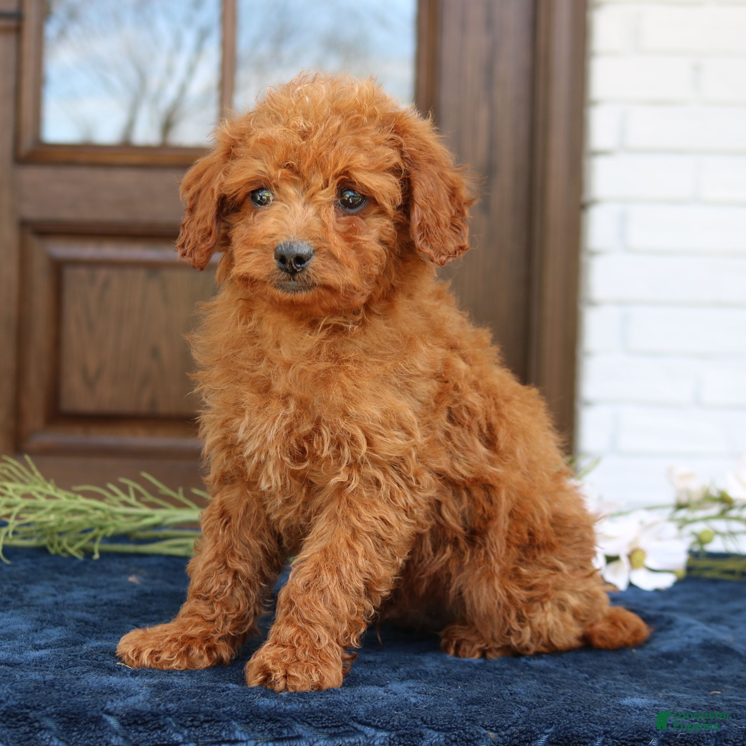 Mini Goldendoodle dogs George  - Ad 1