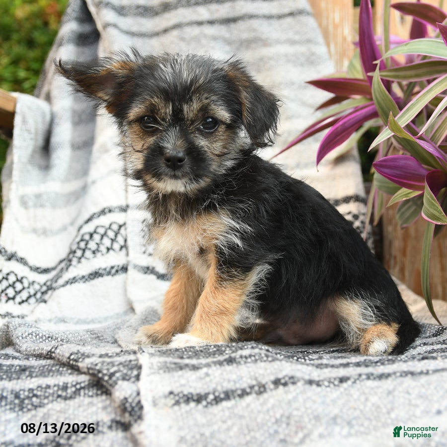 Mixed Breed dogs Bronco - Ad 2