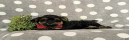 Yorkiepoo dogs for sale: Conroy - Ad 6