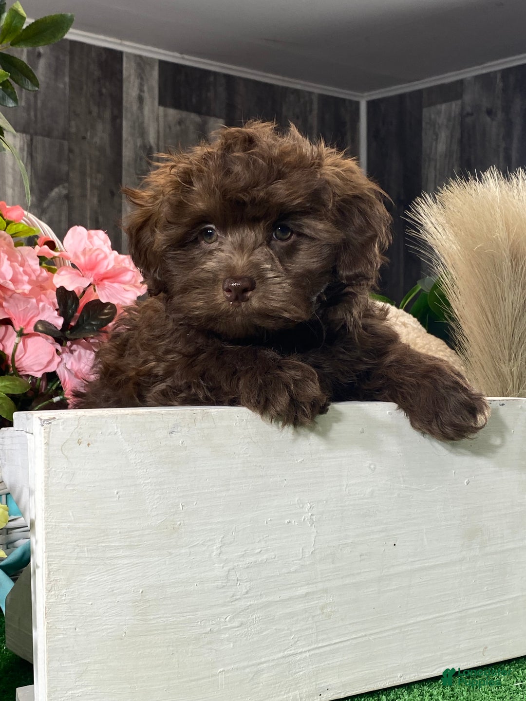 Havanese dogs for sale: Hiro - Ad 1
