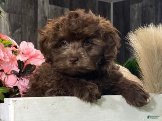 Havanese dogs Hiro - Ad 6