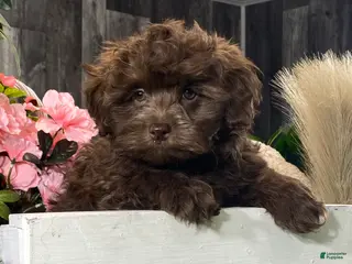 Havanese dogs Hiro - Ad 42