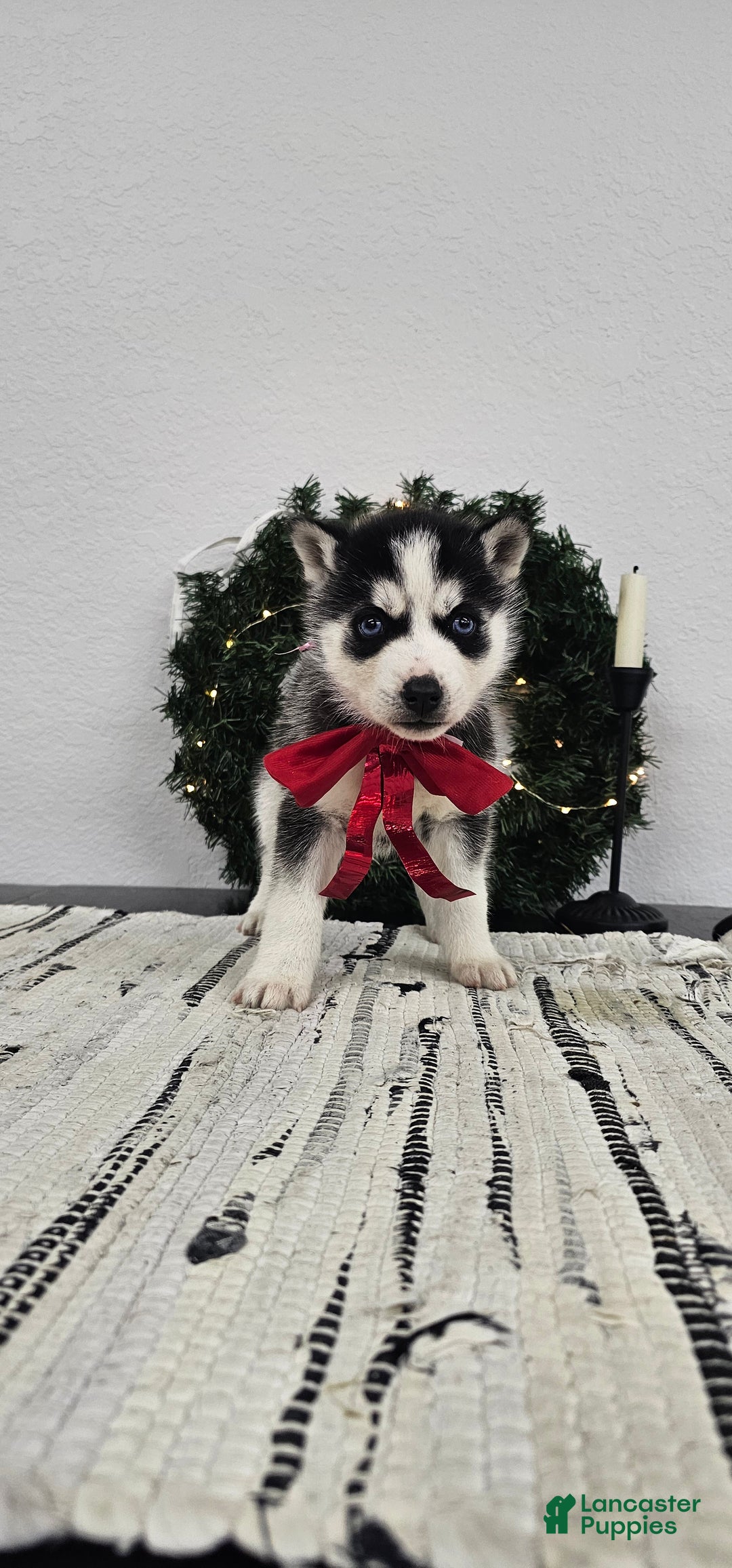 Siberian Husky dogs for sale: Griffin - Ad 3