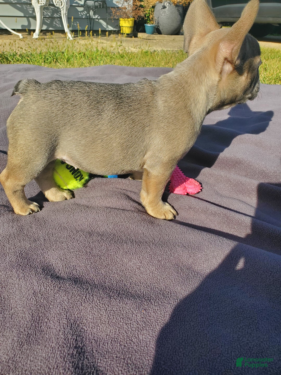 French Bulldog dogs for sale: Serenity - Ad 2