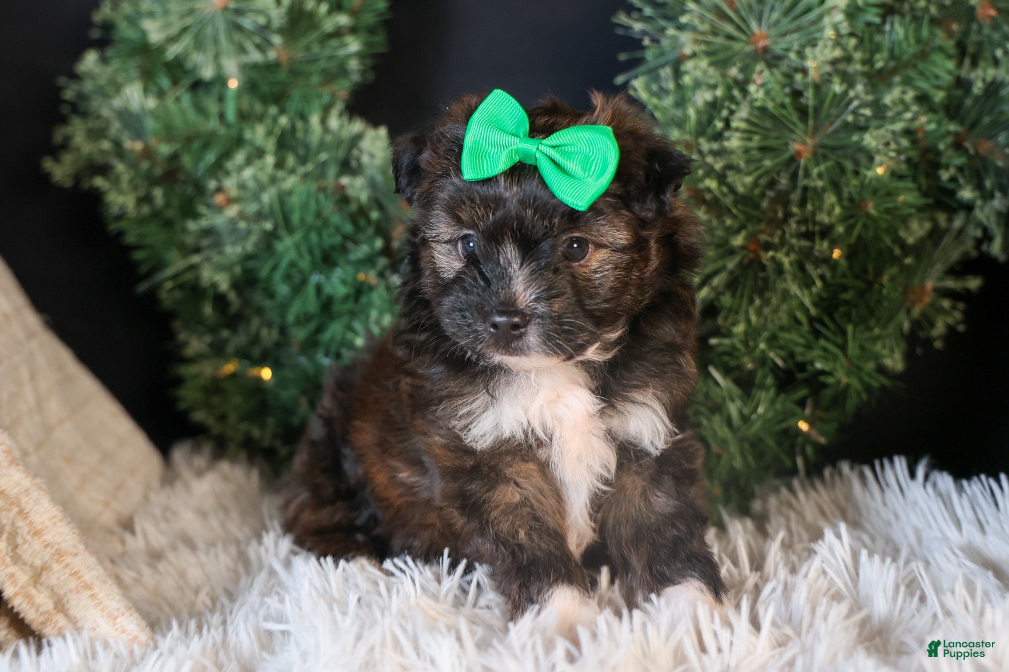 Mini Aussiedoodle dogs Gary - Ad 1