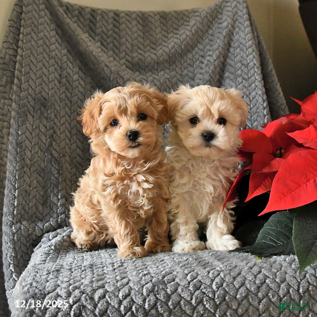 Maltipoo dogs for sale: Captin - Ad 5