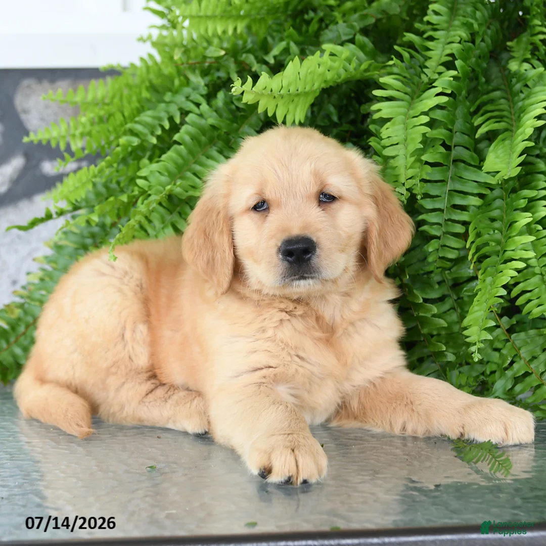 Golden Retriever dogs for sale: Nico - Ad 3
