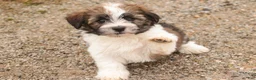 Havanese dogs for sale: Ranger - Ad 4