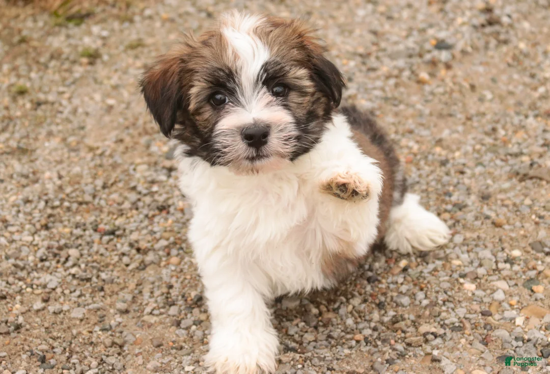 Havanese dogs for sale: Ranger - Ad 4