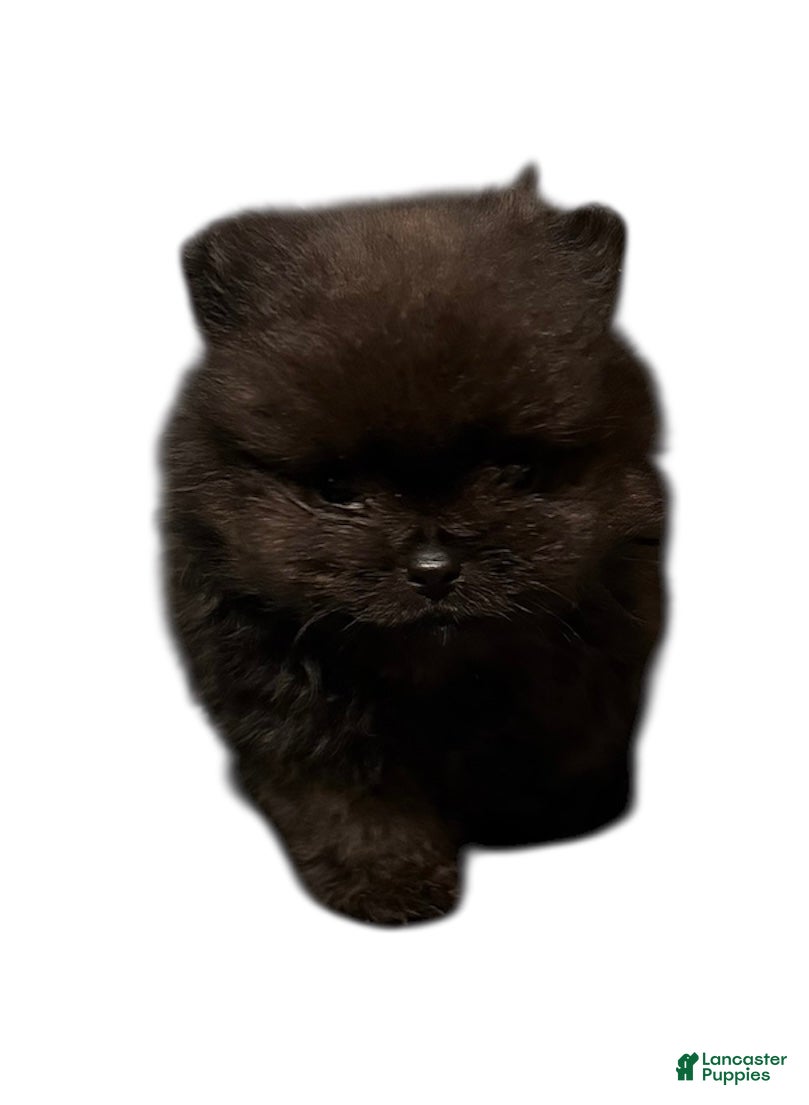 Pomeranian dogs Shadow  - Ad 26