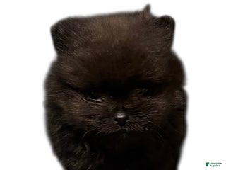 Pomeranian dogs Shadow - Ad 26