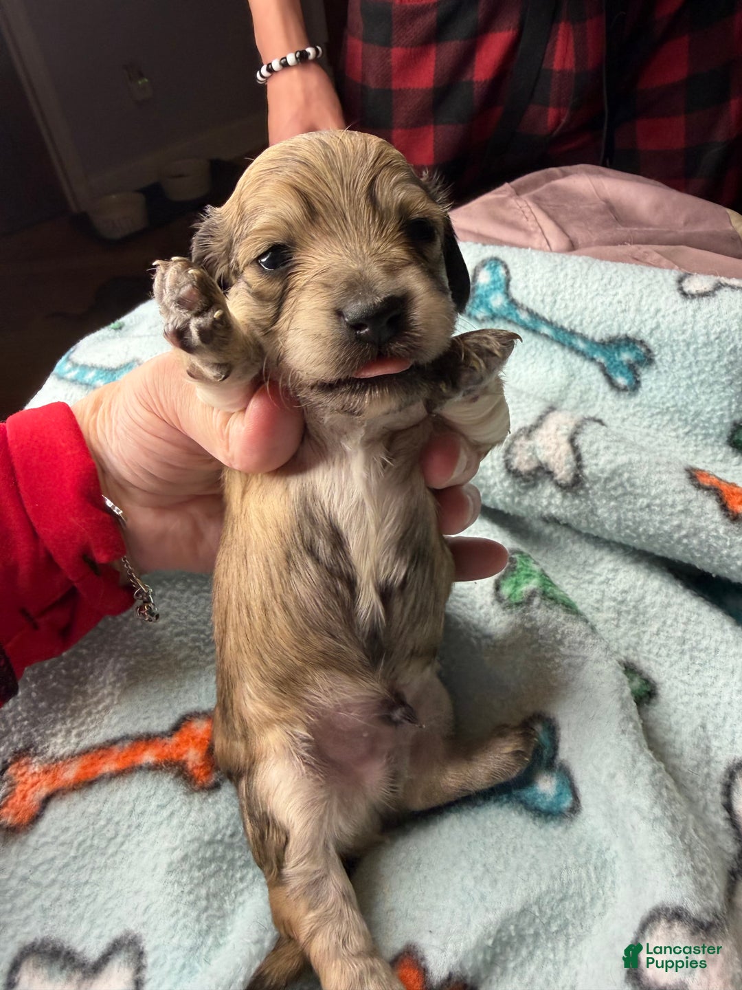 Miniature Dachshund dogs for sale: ee cream - Ad 29