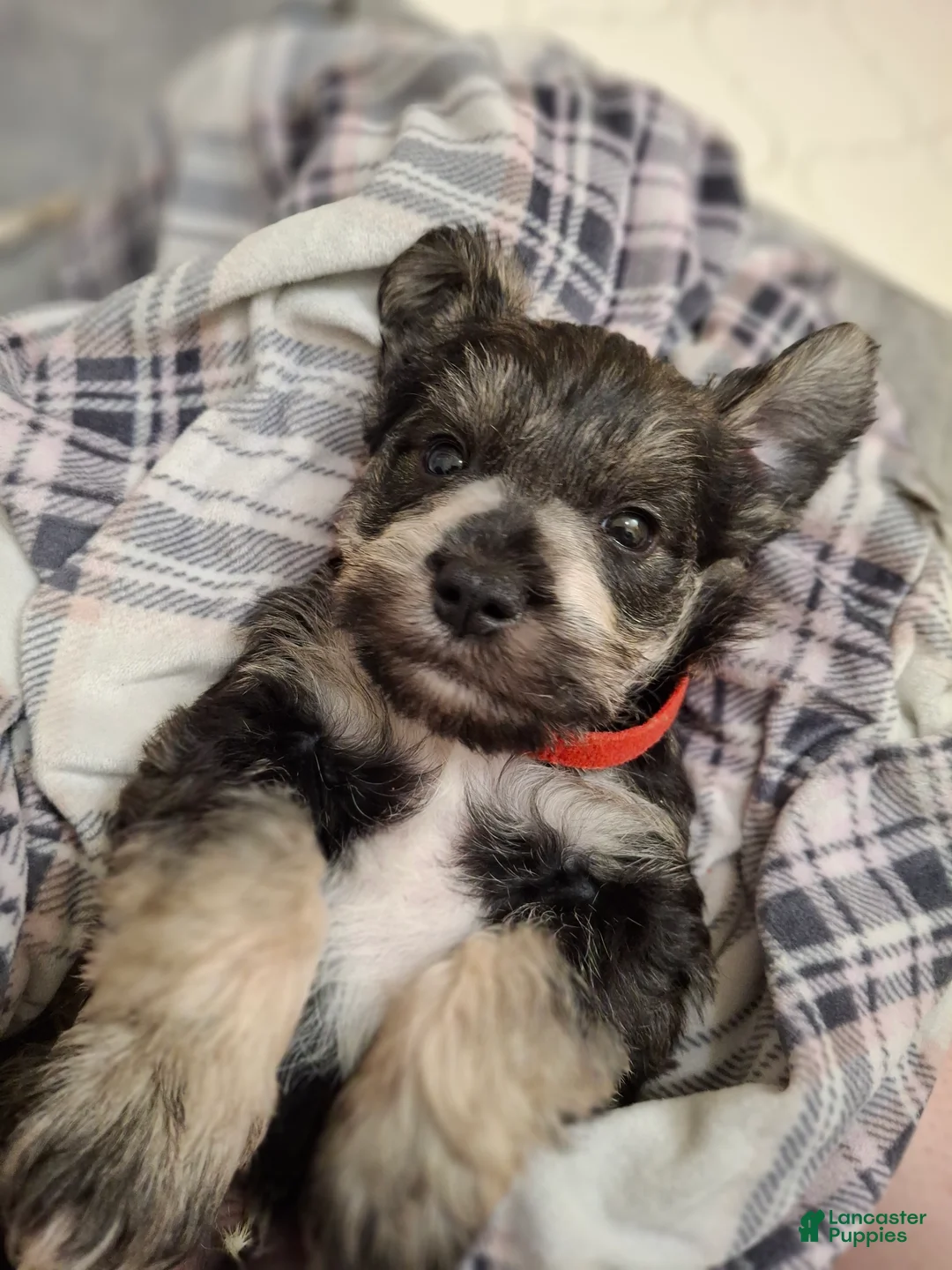 Miniature Schnauzer dogs for sale: Mr. FLUSTER - Ad 2