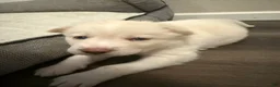 Siberian Husky dogs for sale: Green Collar - Ad 3