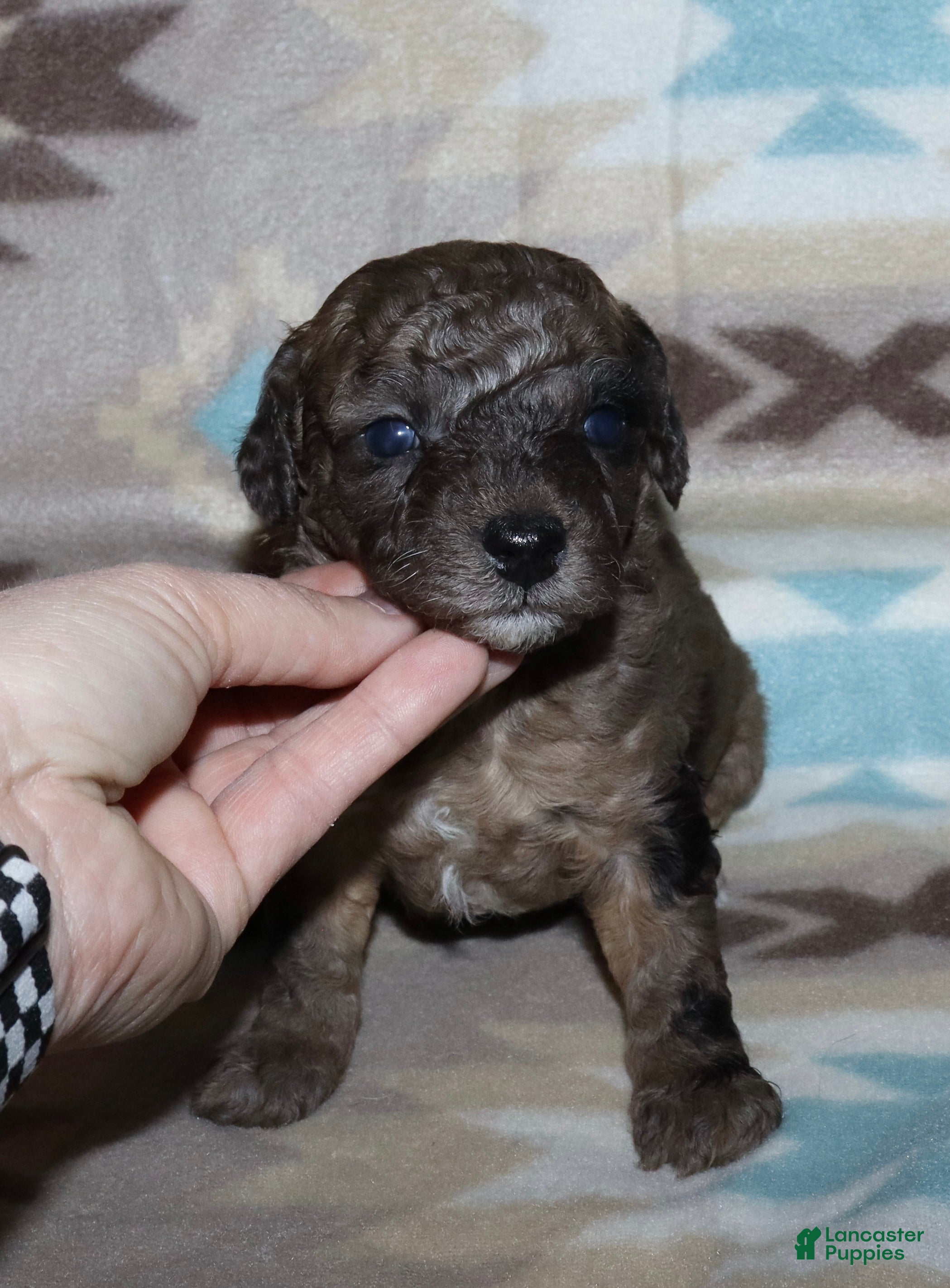 Miniature Poodle dogs Harlee’s brown Merle male - Ad 10
