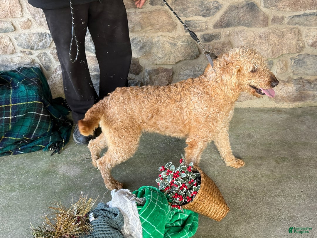 Mixed Breed dogs for sale: Sheba - Ad 6