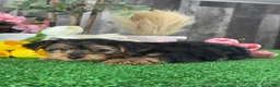 Yorkshire Terrier dogs for sale: Yimmy 🥎 - Ad 4