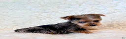 Yorkshire Terrier dogs for sale: Blue tiny toy - Ad 5