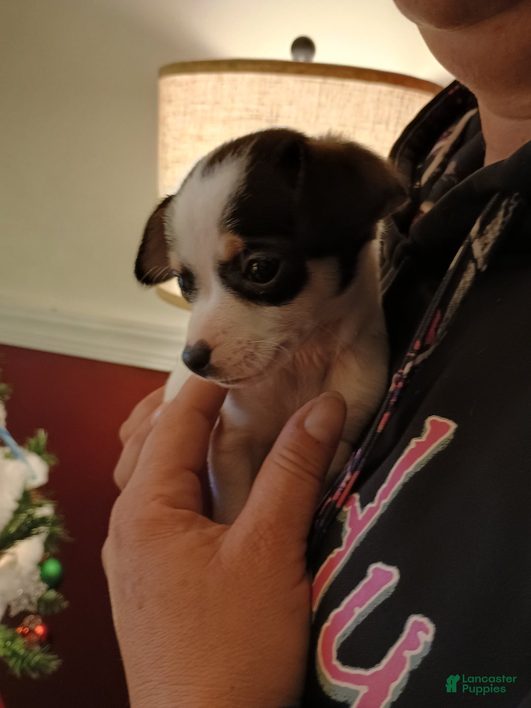 Chihuahua dogs for sale: Coal t-cup  - Ad 7