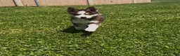 Pomsky dogs for sale: Bentley - Ad 4
