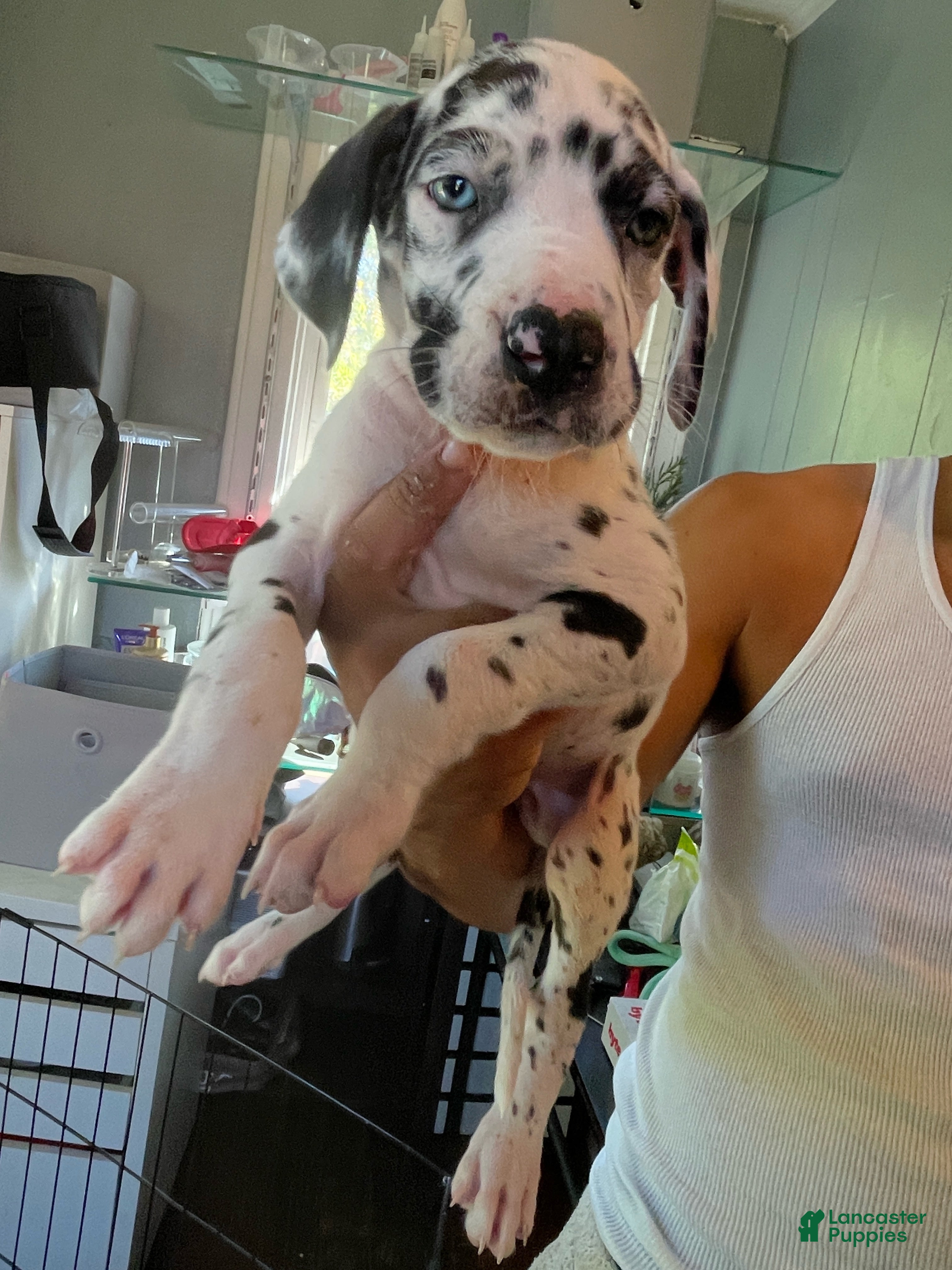Perfect Great Dane Puppies for sale Lancaster Puppies