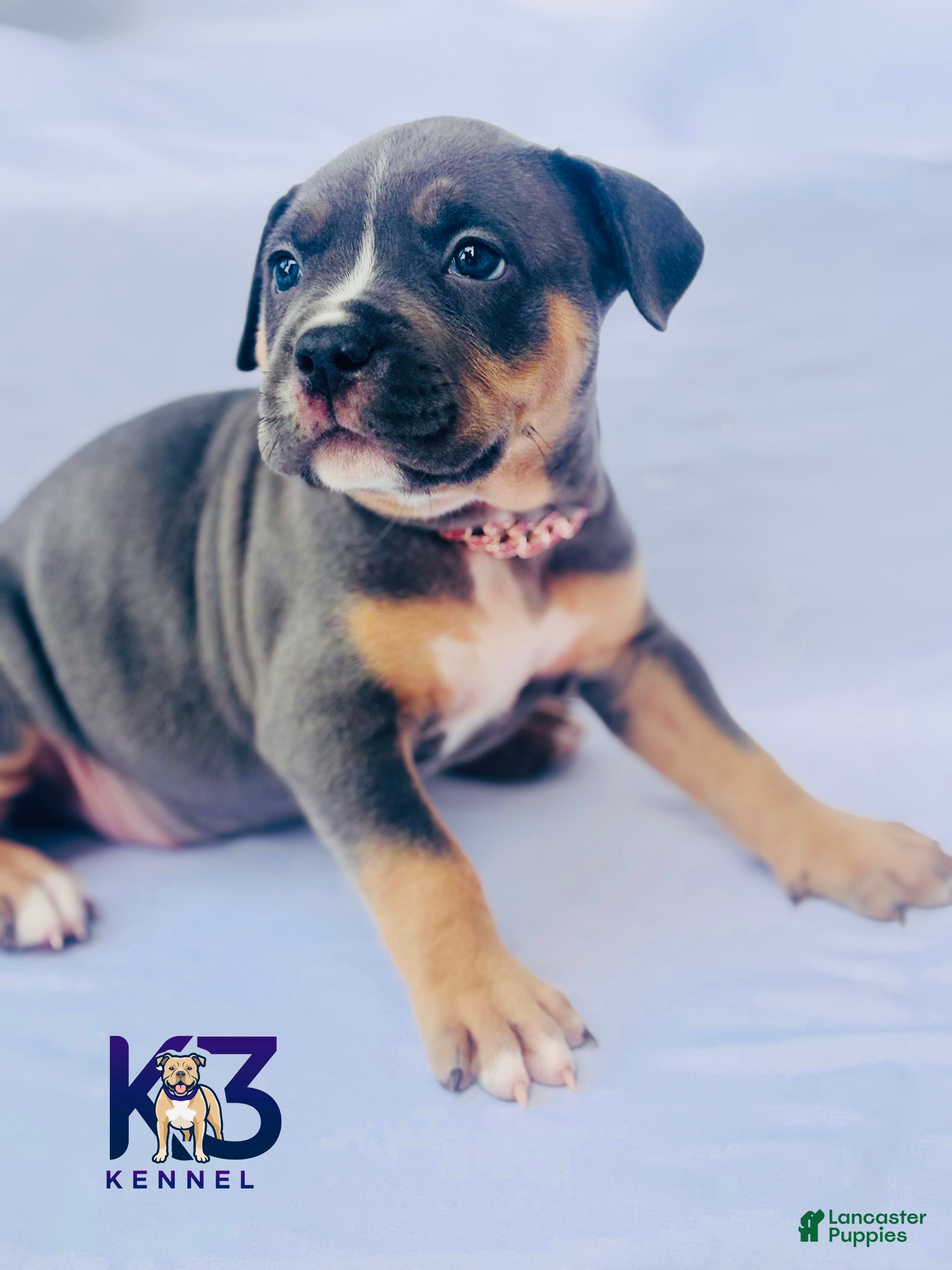 American Bully dogs for sale: American Bully Puppy 8 - Ad 2