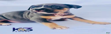 American Bully Puppy 8
